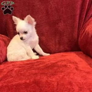 #### chihuahua for sale #### | Foto 0