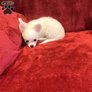 #### chihuahua for sale ####
