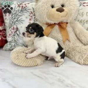 ### chihuahua### | Foto 2