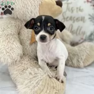 ### chihuahua### | Foto 1