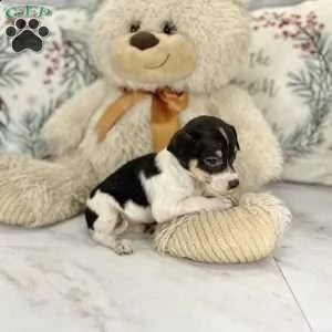 ### chihuahua### | Foto 0