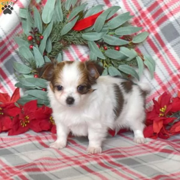 ##### chihuahua #### | Foto 0