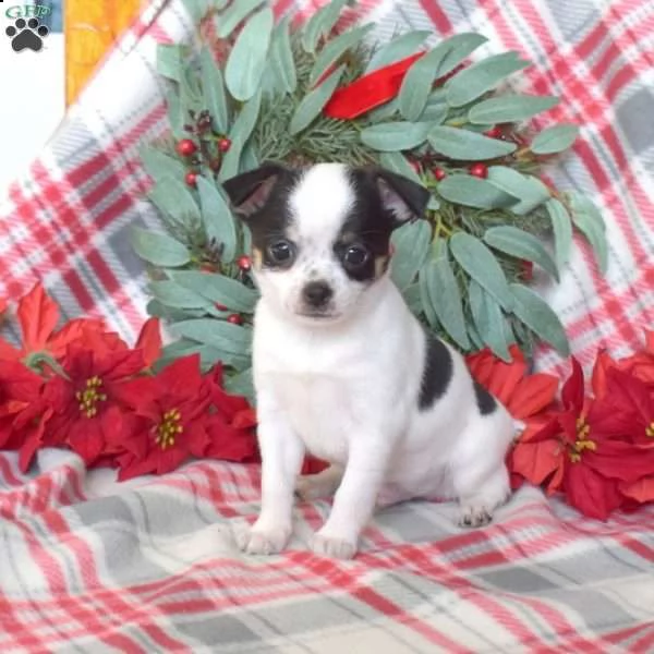 [at][at][at][at][at] chihuahua [at][at][at][at][at] | Foto 0