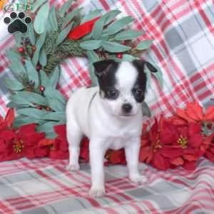 [at][at][at][at][at] chihuahua [at][at][at][at][at]