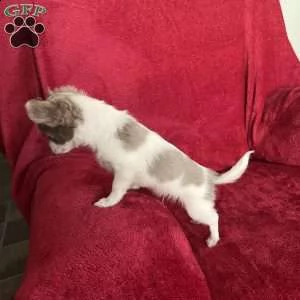 #### chihuahua ##### | Foto 1