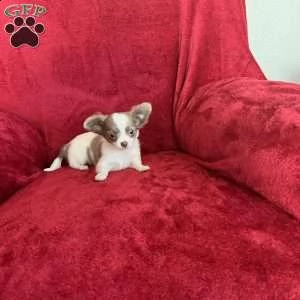 #### chihuahua ##### | Foto 0