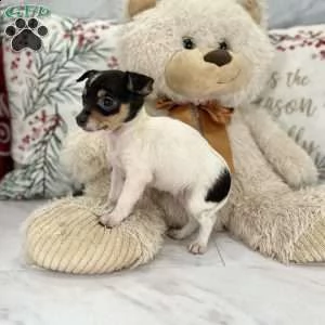 #### chihuahua #### | Foto 1