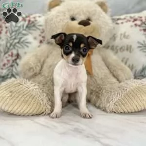 #### chihuahua #### | Foto 0