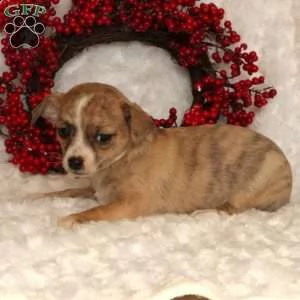 ##### chihuahua ####