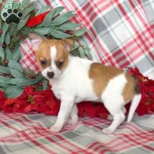 ##### chihuahua ### | Foto 0