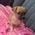 ##### chihuahua ##### | Foto 5