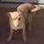 ###### chihuahua #### | Foto 2