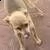 ###### chihuahua ####