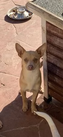 ###### chihuahua #### | Foto 0