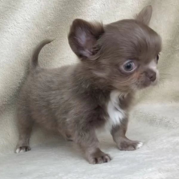 chihuahua 