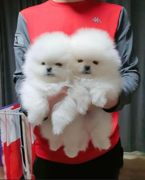 regalo ,,,,disponibile maltese toy.... 