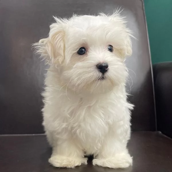 molto bella e intelligente | Foto 2