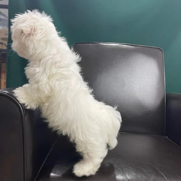 molto bella e intelligente | Foto 1