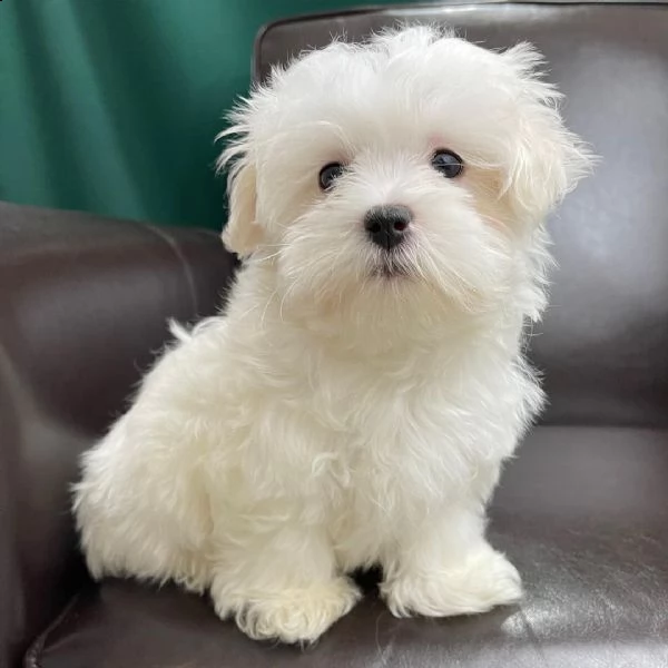 molto bella e intelligente