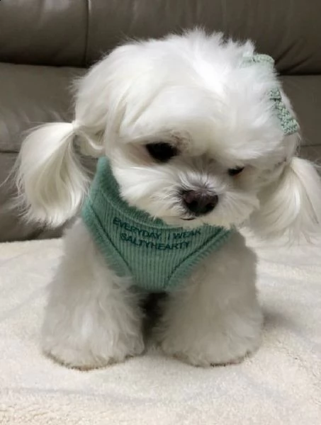 [at][at][at] cucciolo maltese molto carino e intelligente | Foto 1