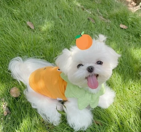 [at][at][at] cucciolo maltese molto carino e intelligente