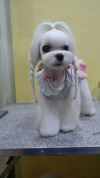 cucciolo di maltese molto bello e intelligente | Foto 3