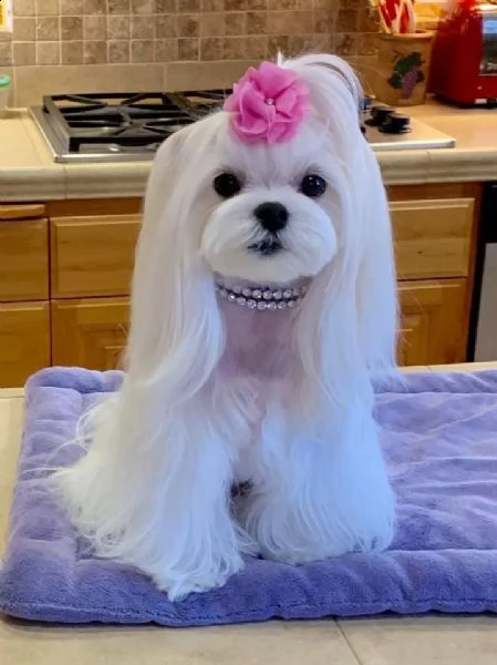 cucciolo di maltese molto bello e intelligente | Foto 2