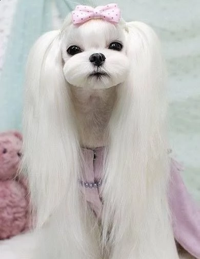 cucciolo di maltese molto bello e intelligente | Foto 1