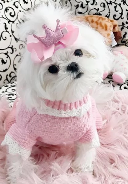 cucciolo di maltese molto bello e intelligente