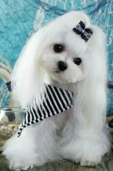 cucciolo di maltese molto bello e intelligente | Foto 0