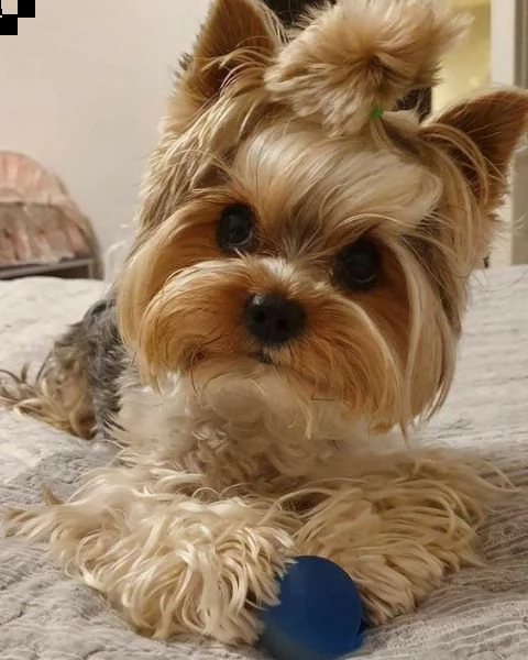 cucciolo molto bello e intelligente | Foto 1