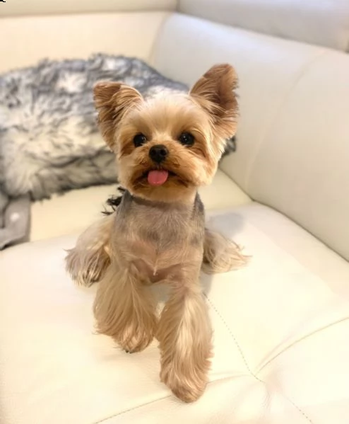 cucciolo molto bello e intelligente | Foto 0