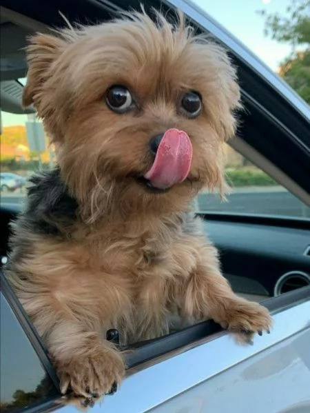 cucciolo molto bello e intelligente