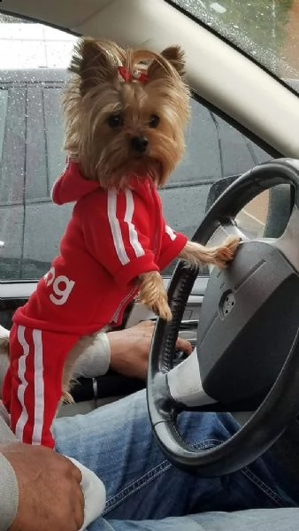 cucciolo molto bello e intelligente molto protettivo | Foto 0