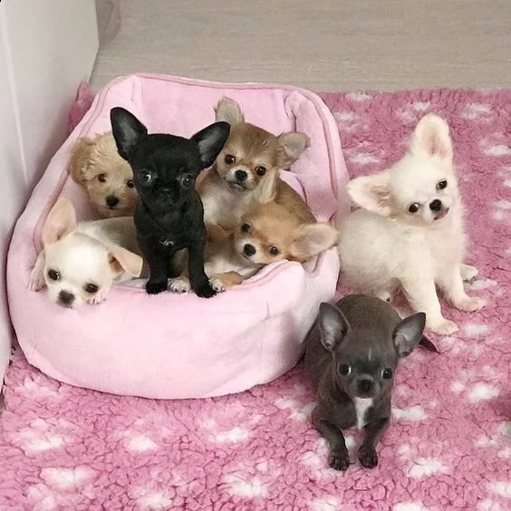 cucciolo molto bello e intelligente con una dolce faccia da angioletto | Foto 5