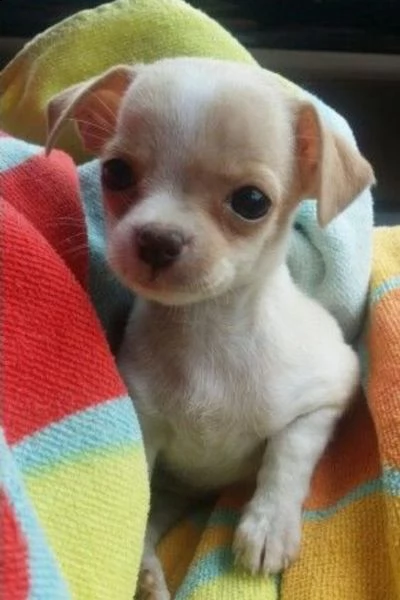 cucciolo molto bello e intelligente con una dolce faccia da angioletto | Foto 4
