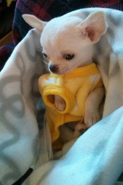 cucciolo molto bello e intelligente con una dolce faccia da angioletto | Foto 2