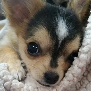 cucciolo molto bello e intelligente con una dolce faccia da angioletto