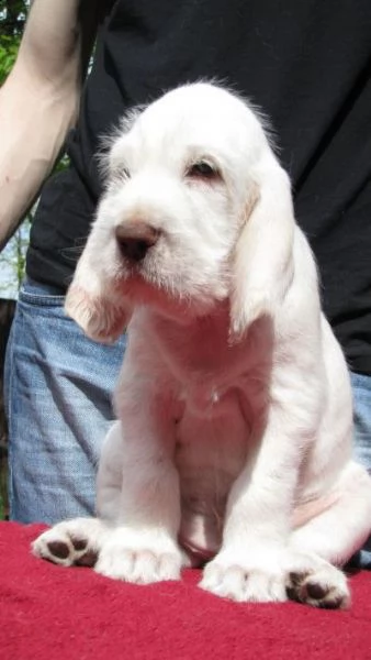 dolce cucciolo bello e intelligente con una dolce faccia da angioletto | Foto 3