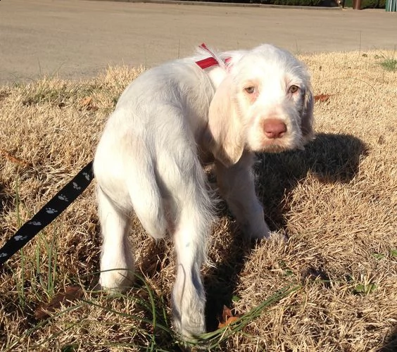 dolce cucciolo bello e intelligente con una dolce faccia da angioletto | Foto 2