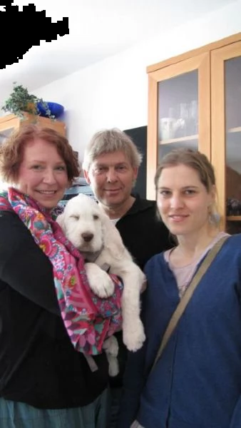 dolce cucciolo bello e intelligente con una dolce faccia da angioletto | Foto 1