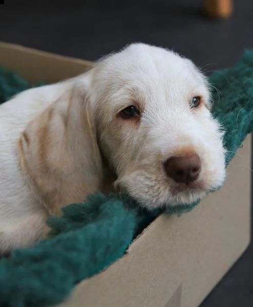 dolce cucciolo bello e intelligente con una dolce faccia da angioletto | Foto 0