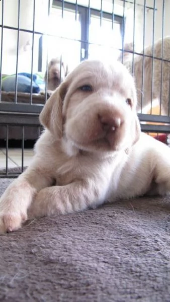 dolce cucciolo bello e intelligente con una dolce faccia da angioletto