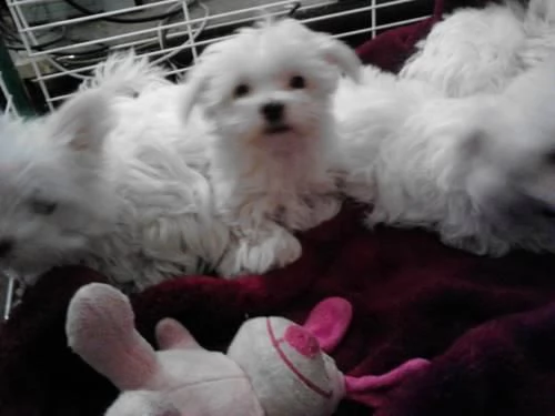 cuccioli di maltese toy