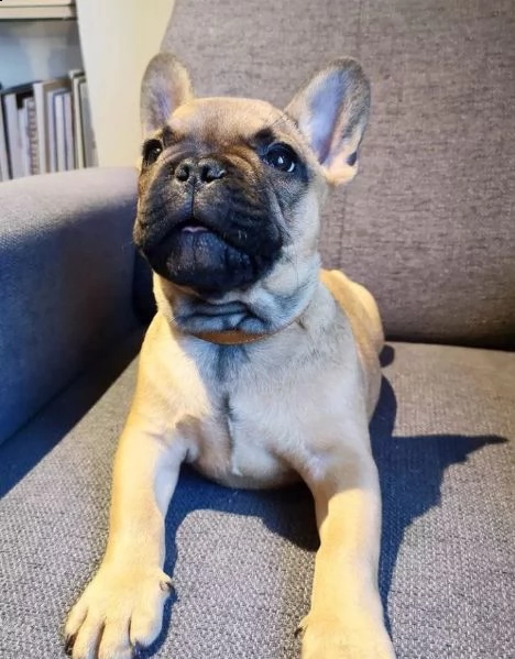  ....regalo bouledogue francese | Foto 0