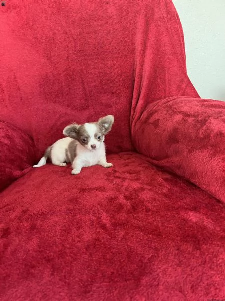 incontra greyson, il mio bel ragazzino! è un colore raro chiamato lilla diluito.  | Foto 4