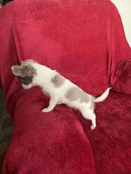 incontra greyson, il mio bel ragazzino! è un colore raro chiamato lilla diluito.  | Foto 1