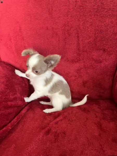 incontra greyson, il mio bel ragazzino! è un colore raro chiamato lilla diluito. 