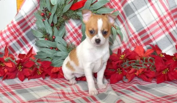 cocoa è un cucciolo di chihuahua giocoso e carino in cerca di una casa per sempre | Foto 0