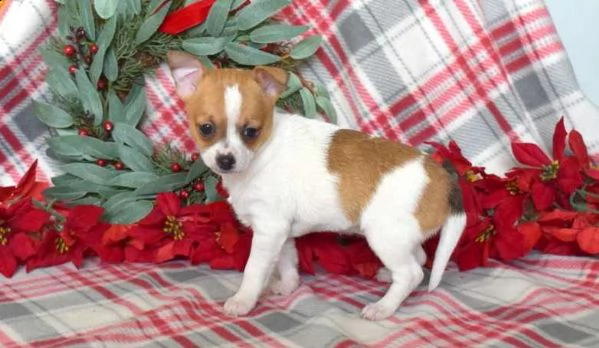 cocoa è un cucciolo di chihuahua giocoso e carino in cerca di una casa per sempre